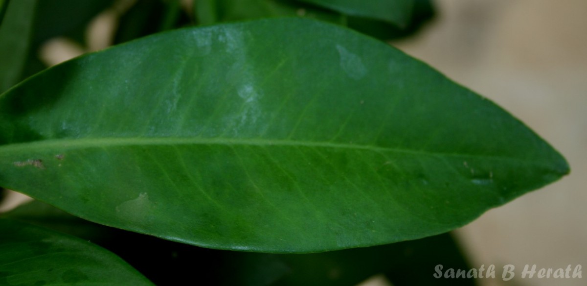 Ardisia willisii Mez